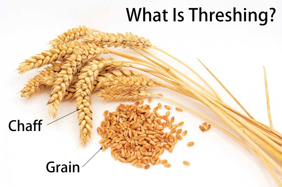 combine threshing wheat