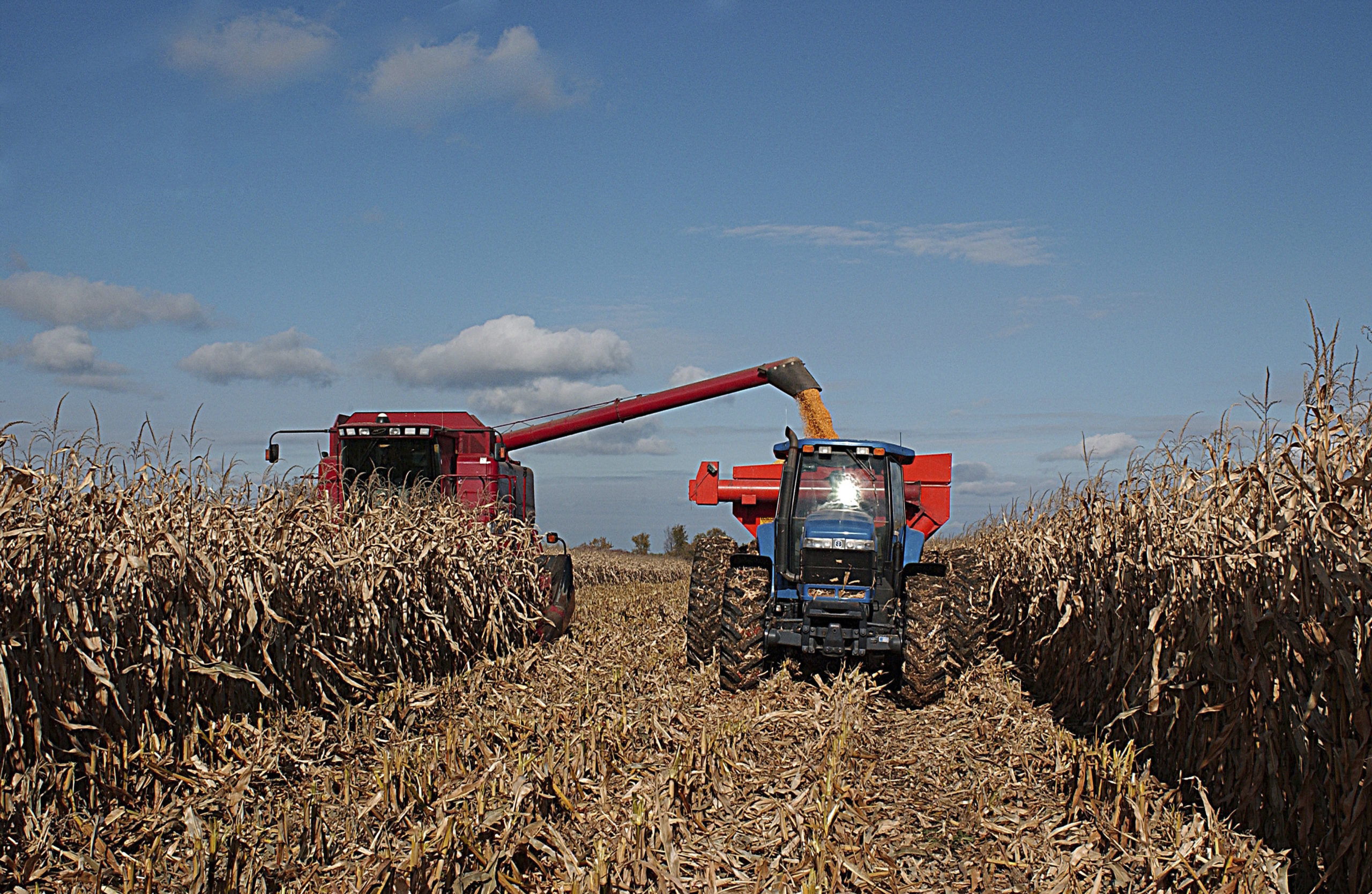 Harvesting corn