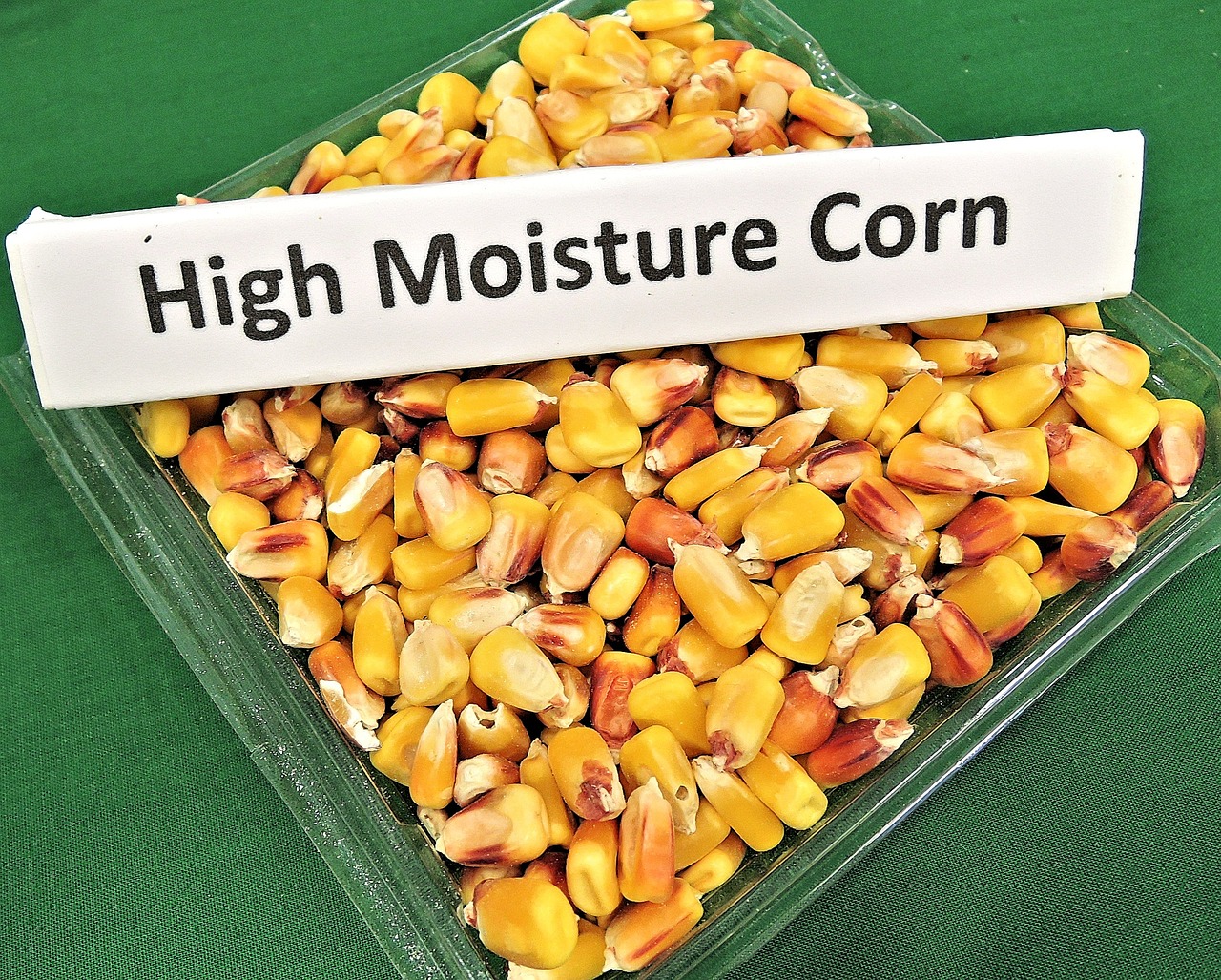 high-moisture-corn