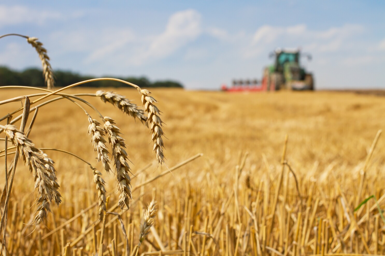 wheat harvest