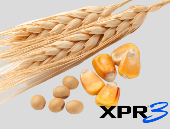 wheat-corn-soybeans-transformed-xpr3